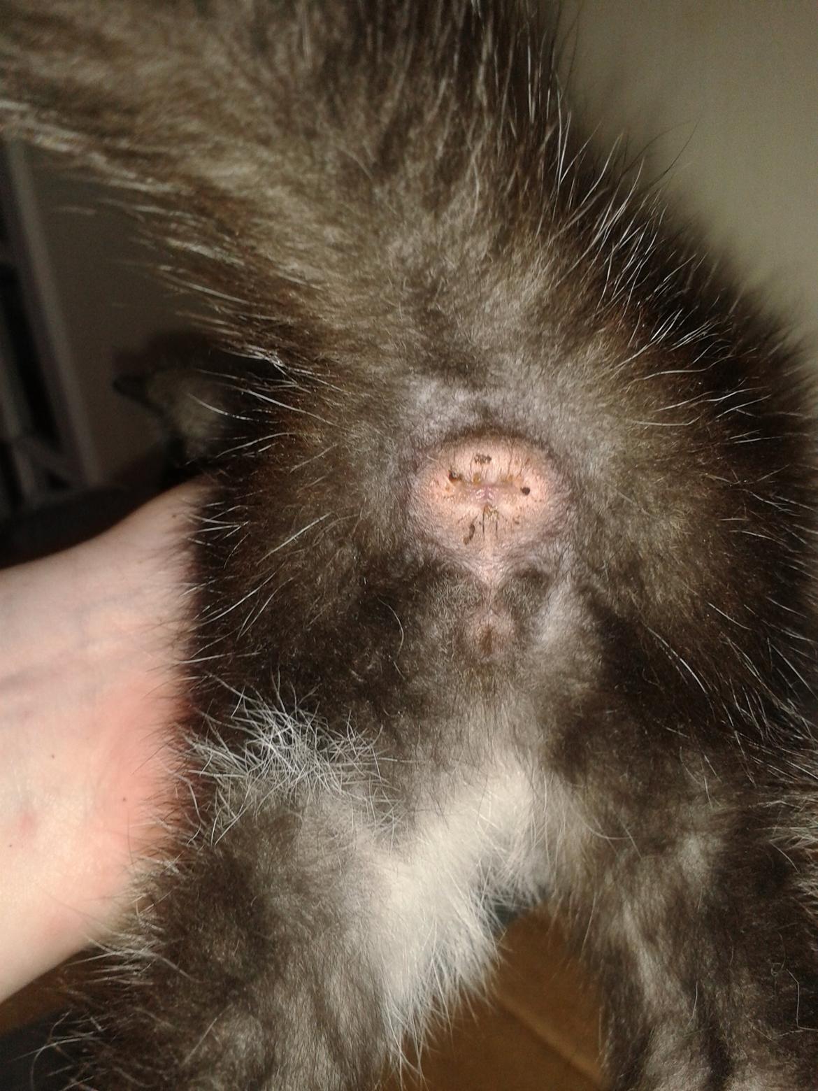 Køn på killinger? billede 2