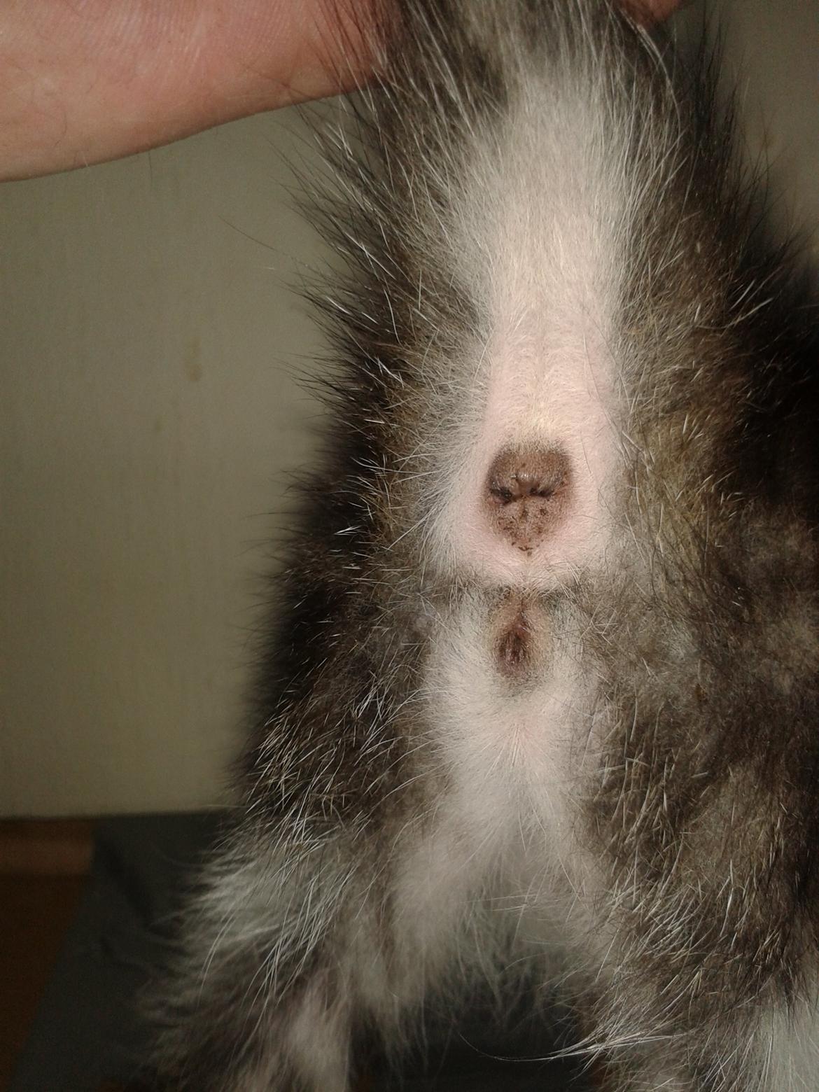 Køn på killinger? billede 4