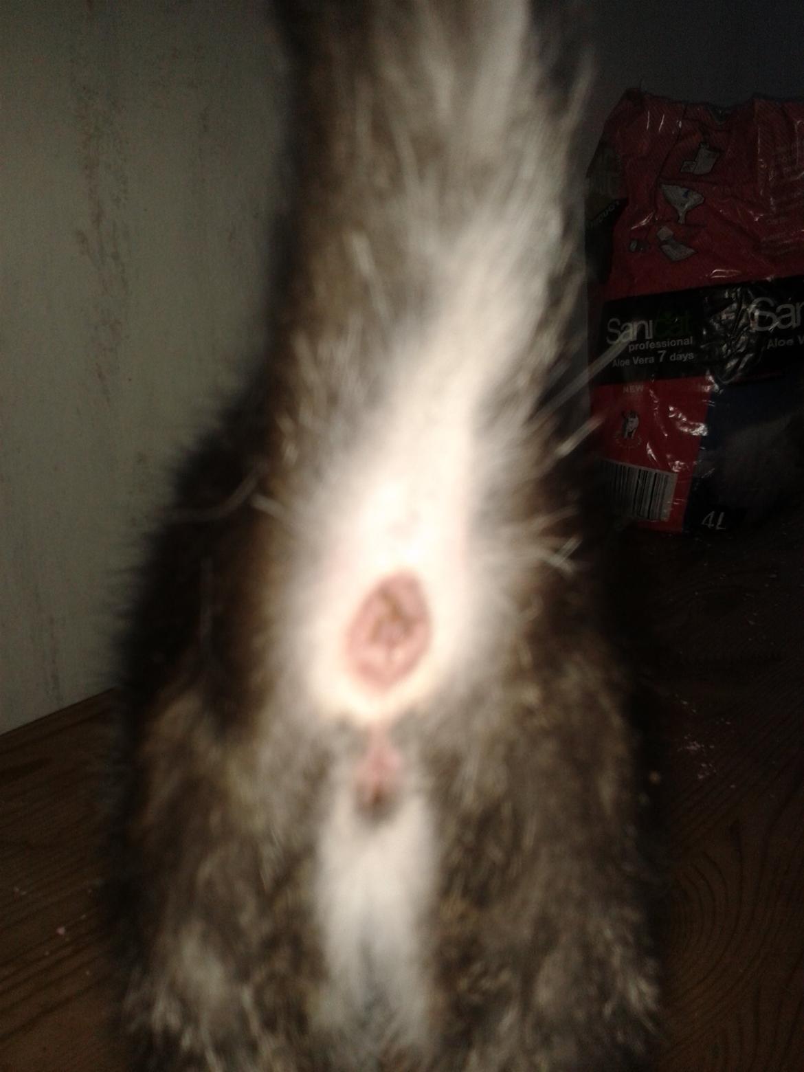 Køn på killinger? billede 5