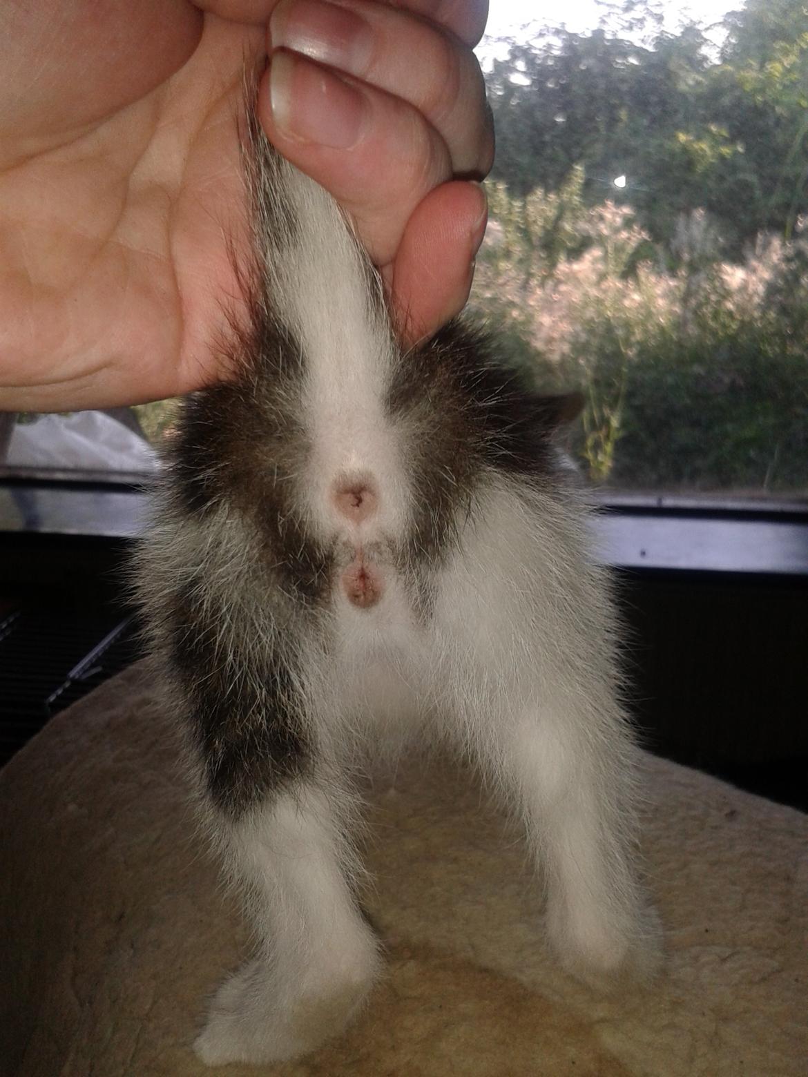 Køn på killinger? billede 3