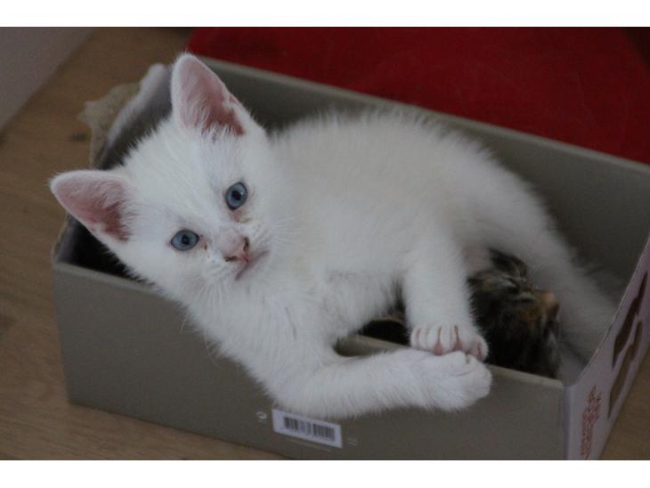 Kittemisser billede 6