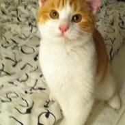 Konrad