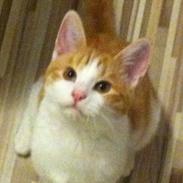 Konrad