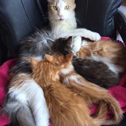 Babylos 3'die kuld februar 2015