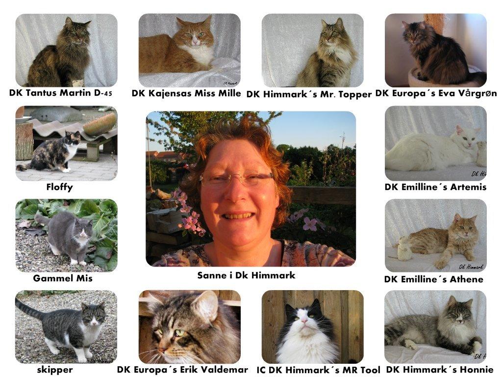 Dk himmark Norsk skov katte  billede 1