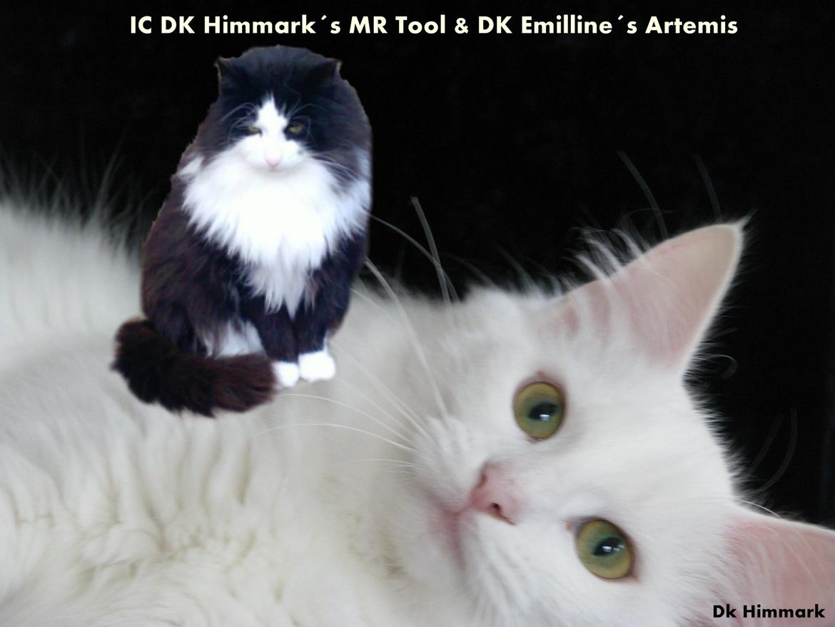 Dk himmark Norsk skov katte  billede 3