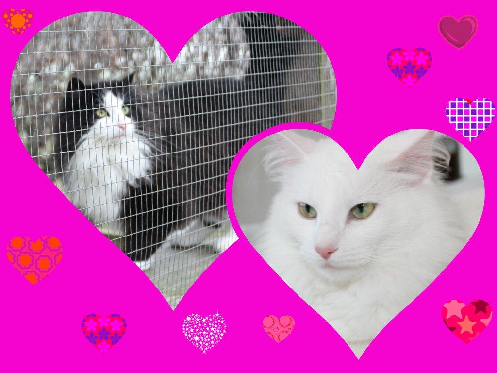 Dk himmark Norsk skov katte  billede 2