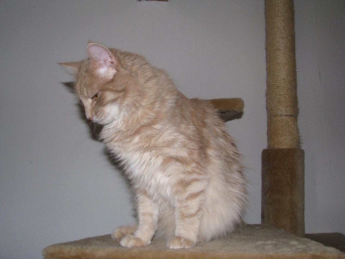 Dk himmark Norsk skov katte  billede 4