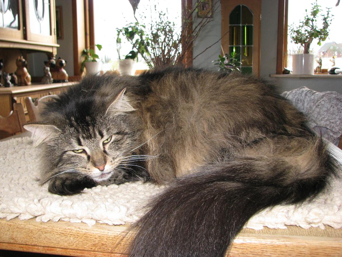 Dk himmark Norsk skov katte  billede 5