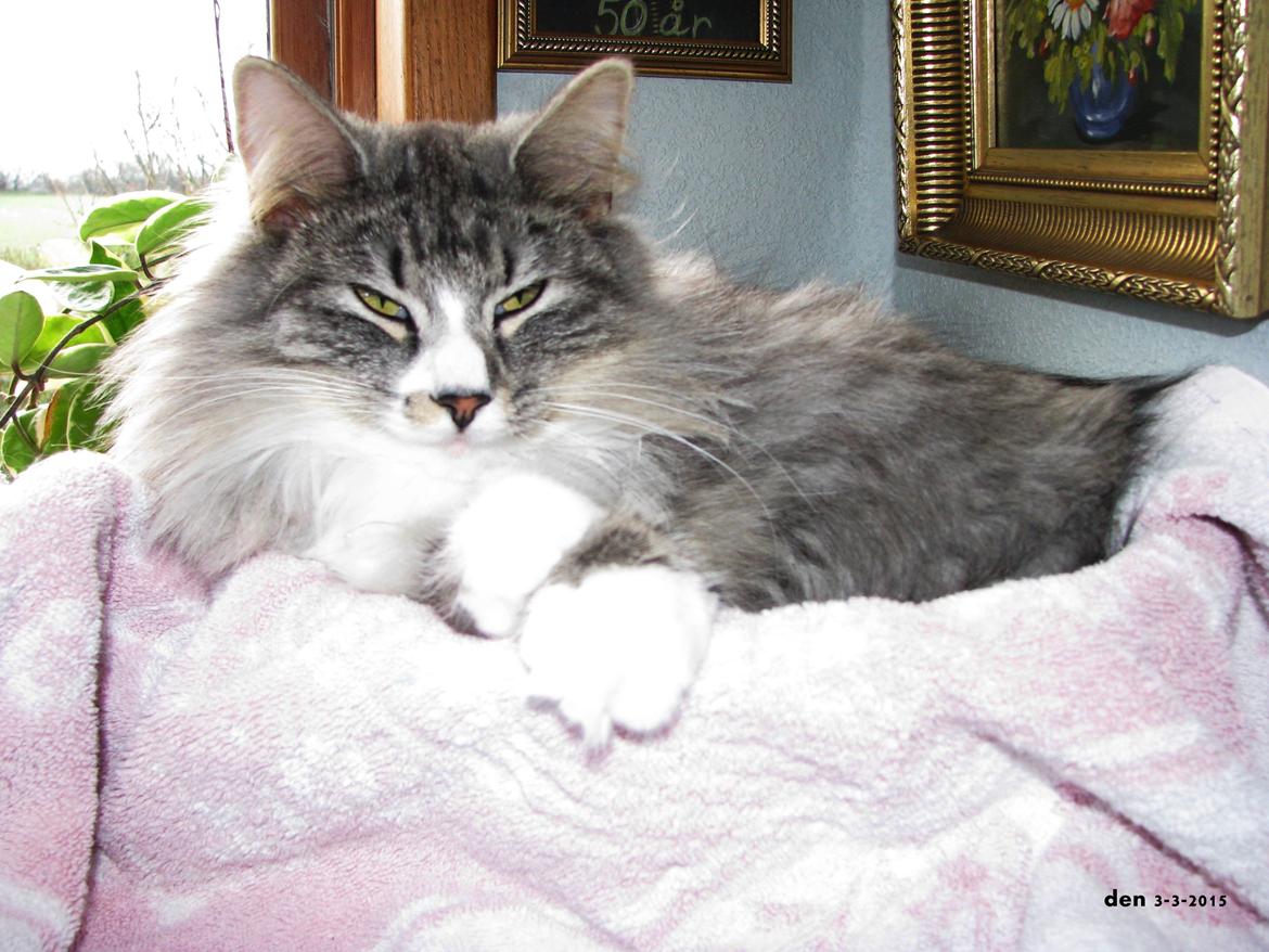 Dk himmark Norsk skov katte  billede 7