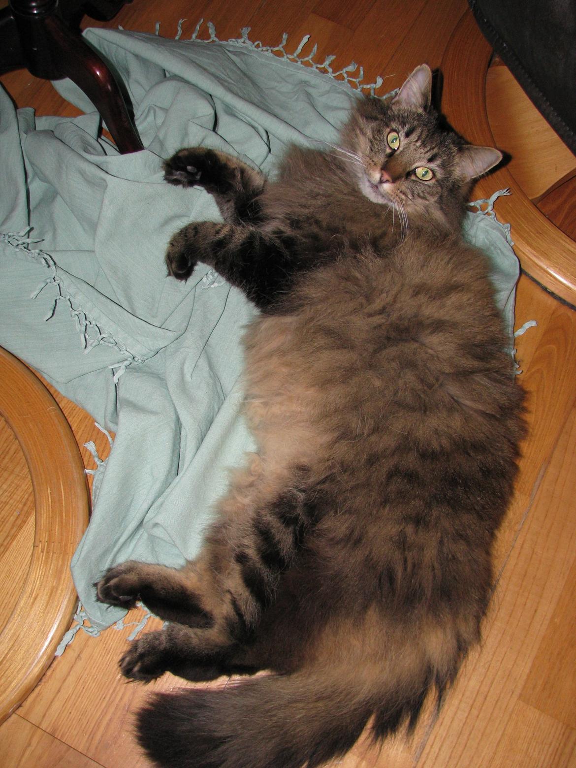 Dk himmark Norsk skov katte  billede 6