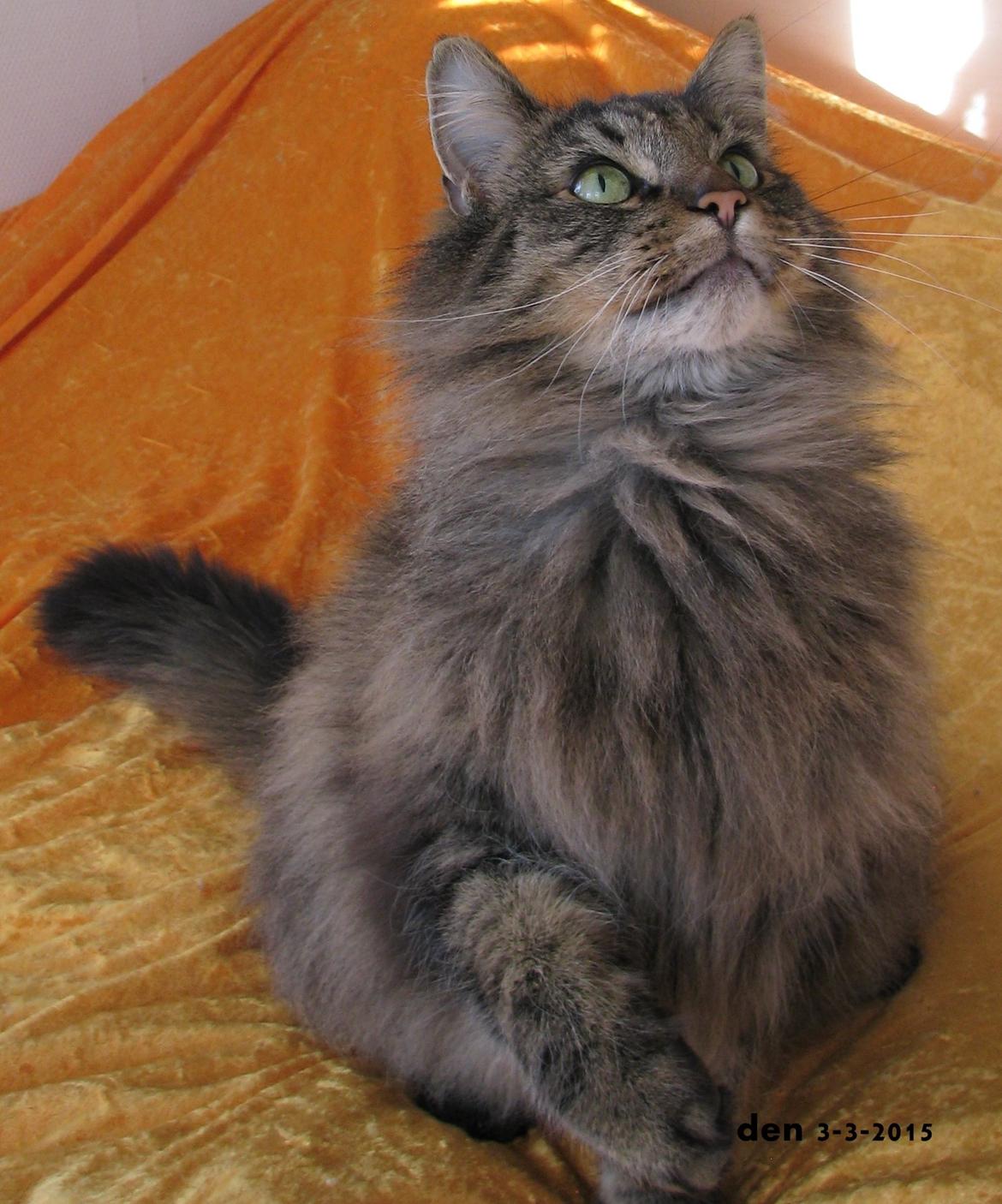 Dk himmark Norsk skov katte  billede 9