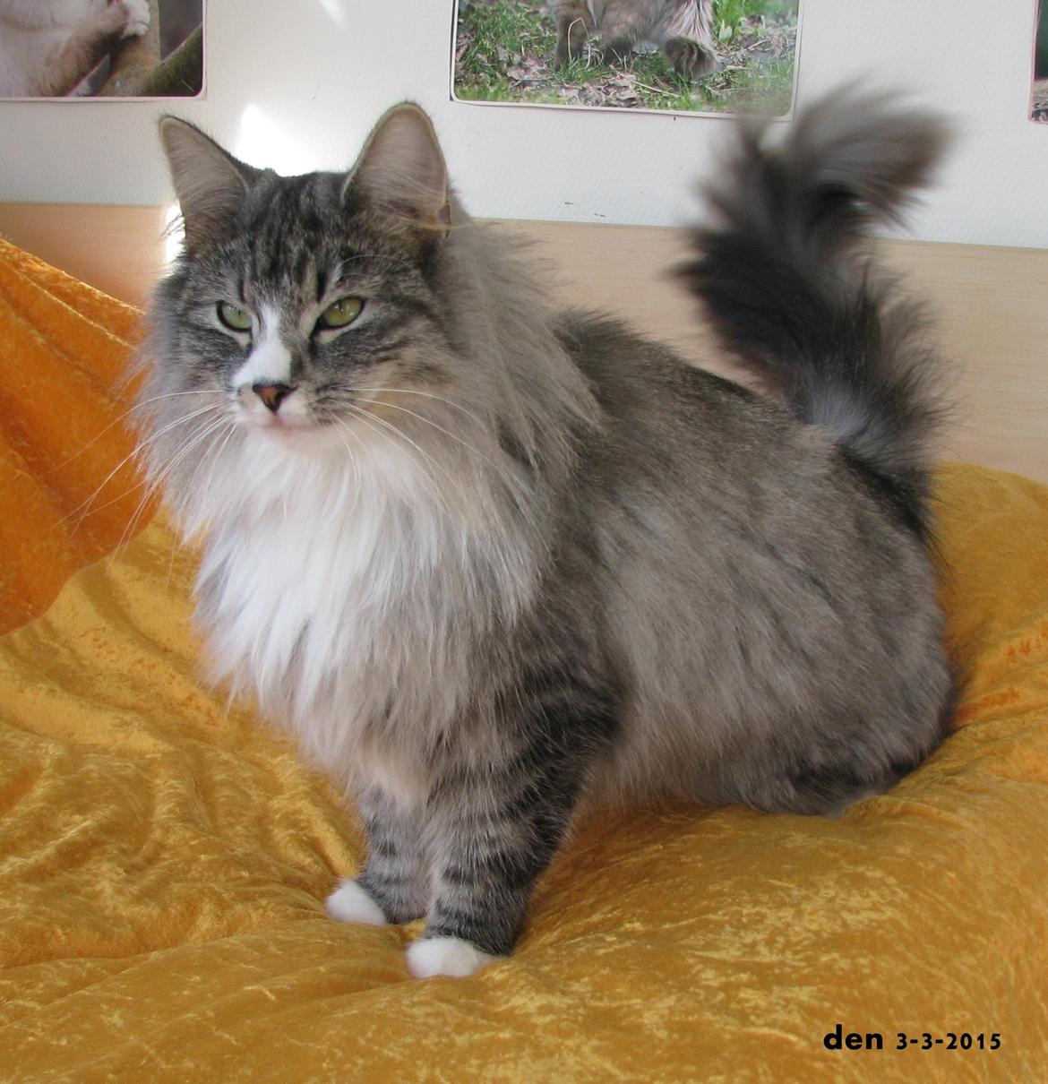 Dk himmark Norsk skov katte  billede 10