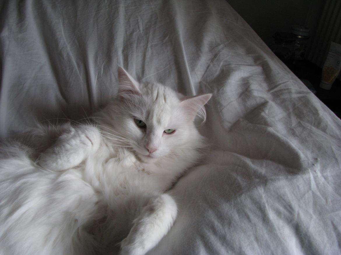 Dk himmark Norsk skov katte  billede 11