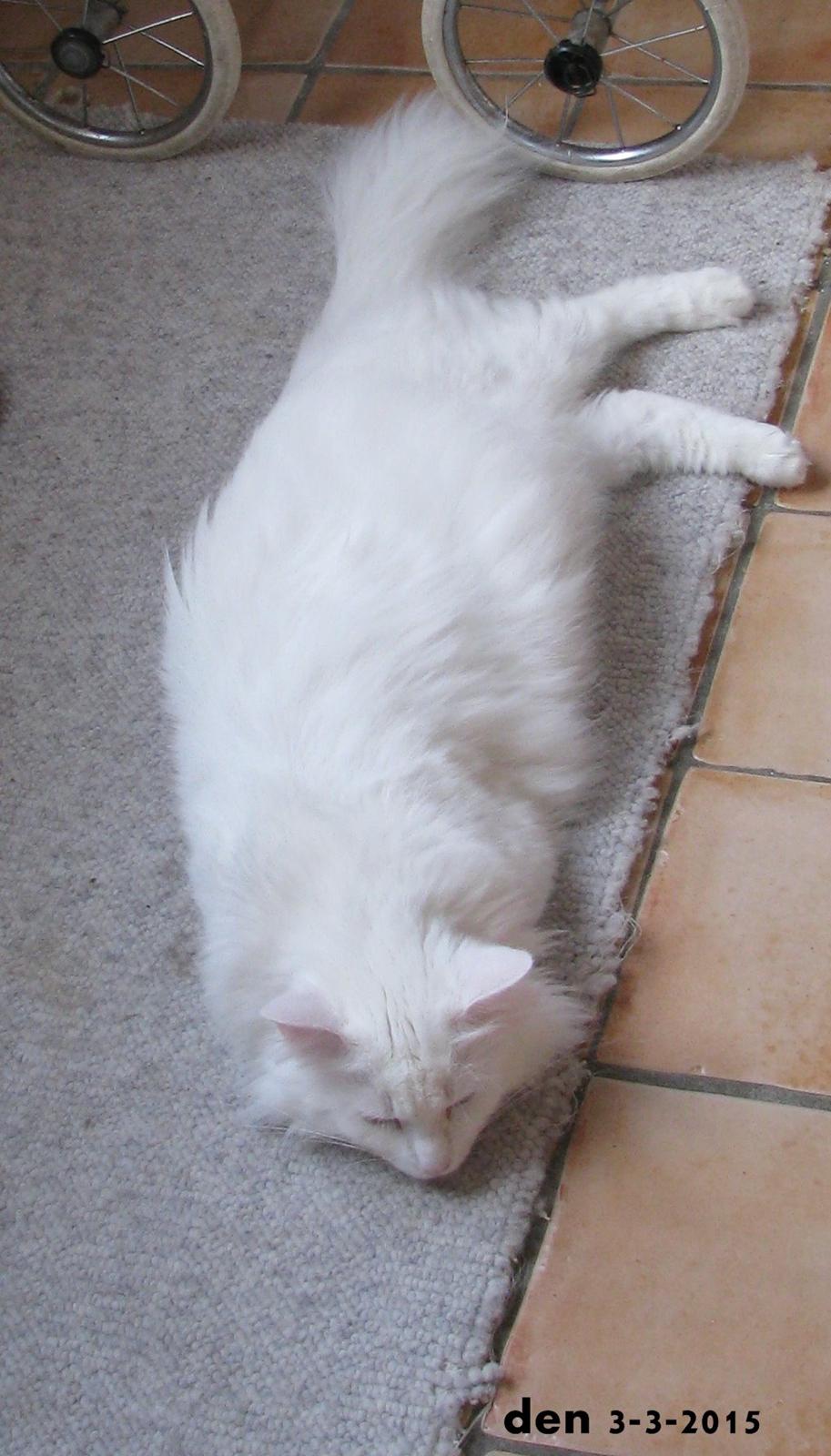 Dk himmark Norsk skov katte  billede 8