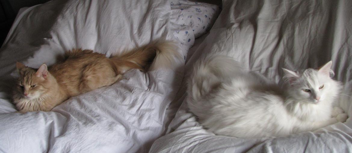 Dk himmark Norsk skov katte  billede 13