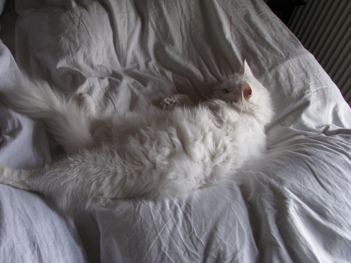 Dk himmark Norsk skov katte  billede 14