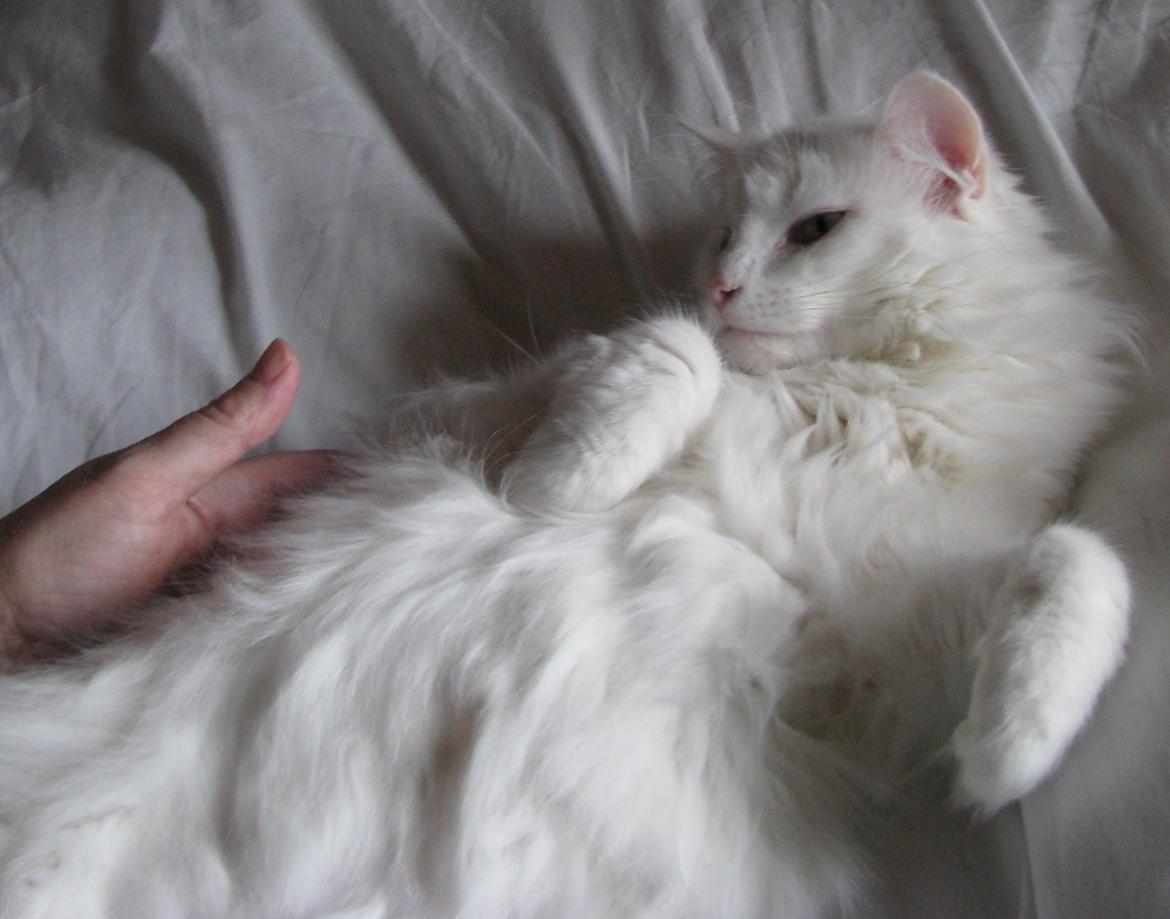 Dk himmark Norsk skov katte  billede 12