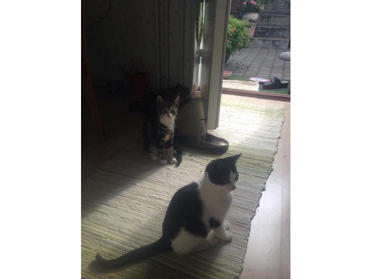 {{currentPhoto.altText}} billede {{currentPhoto.number}}