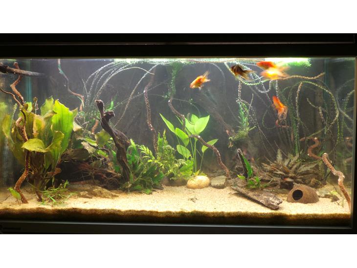 mine akvarier billede 25