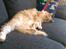 Ginger
