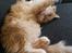 Ginger