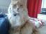 Ginger