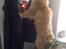 Ginger