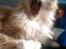 Ginger