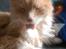 Ginger