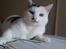 Balou ragdoll og Prinsesse Micha