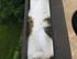 Katte planter