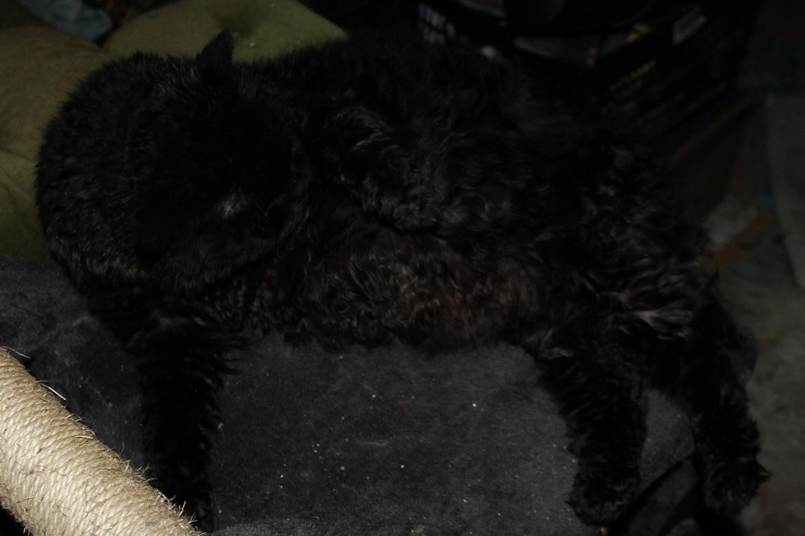 Halvejs :) billede 2