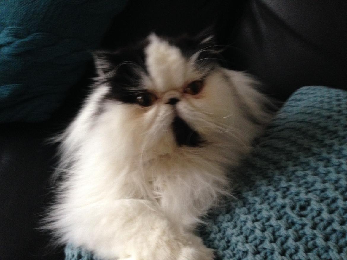 Min smukke perserkat?? billede 1