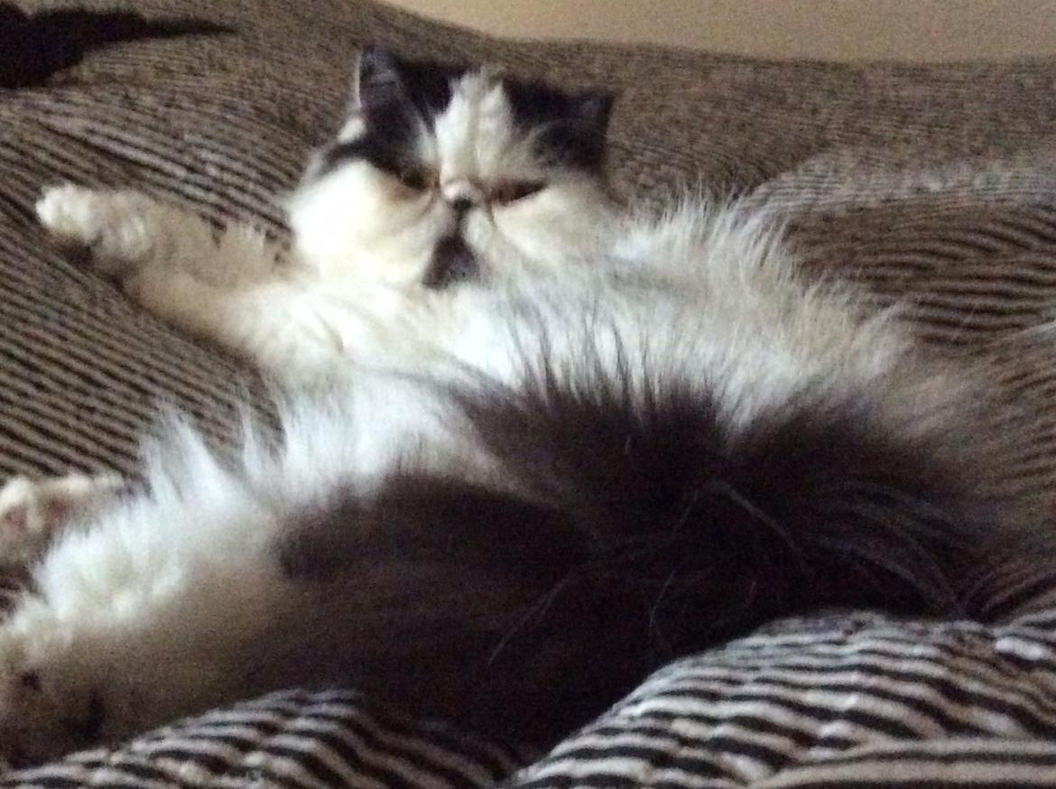 Min smukke perserkat?? billede 2