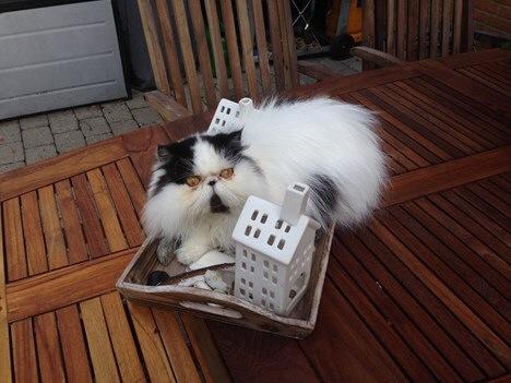 Min smukke perserkat?? billede 4