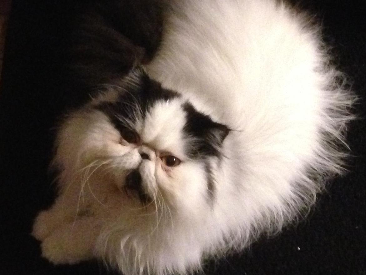 Min smukke perserkat?? billede 5