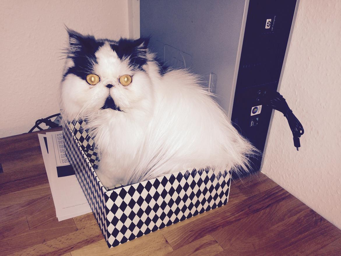 Min smukke perserkat?? billede 6