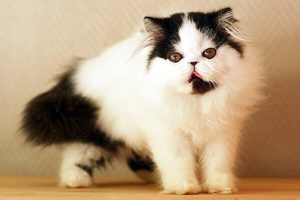 Min smukke perserkat?? billede 7