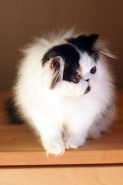 Min smukke perserkat?? billede 8