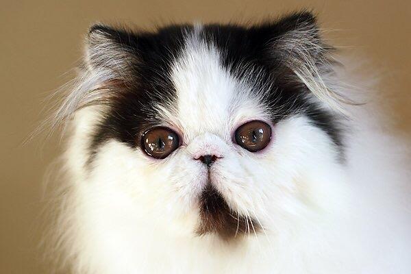 Min smukke perserkat?? billede 9