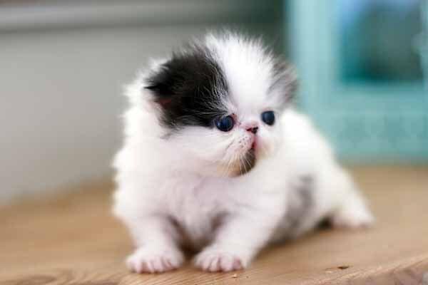 Min smukke perserkat?? billede 10