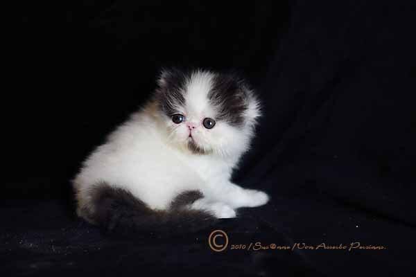 Min smukke perserkat?? billede 11