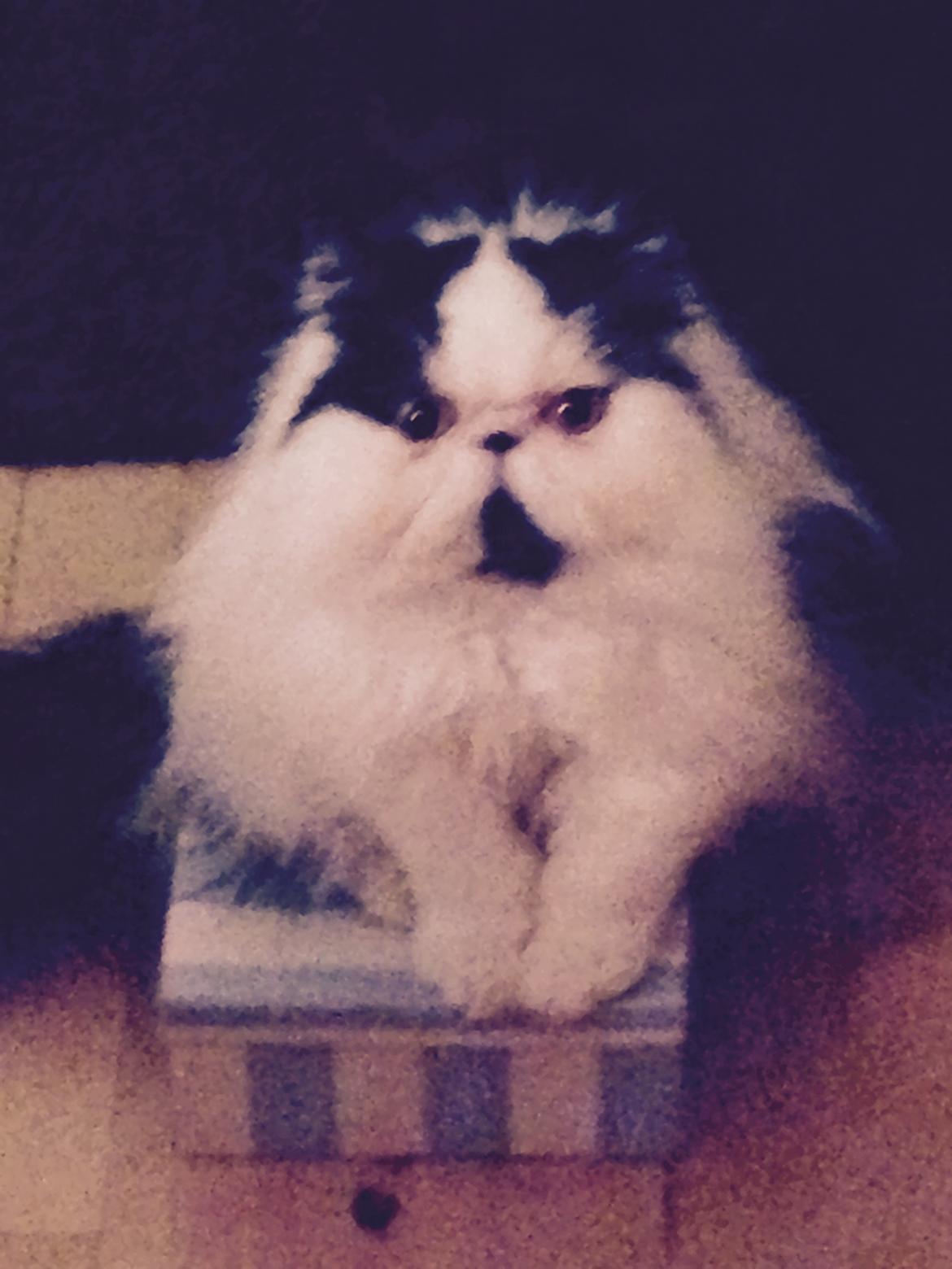 Min smukke perserkat?? billede 12