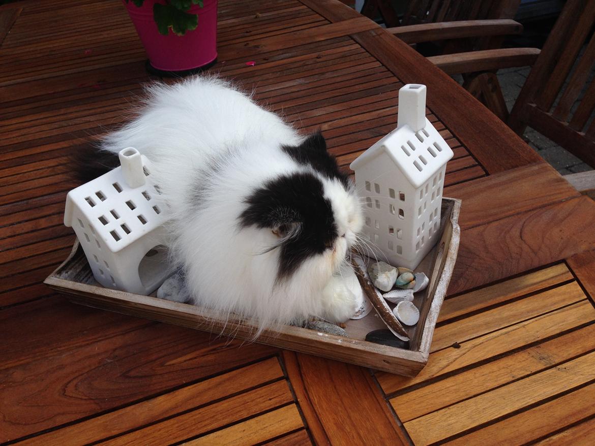 Min smukke perserkat?? billede 3