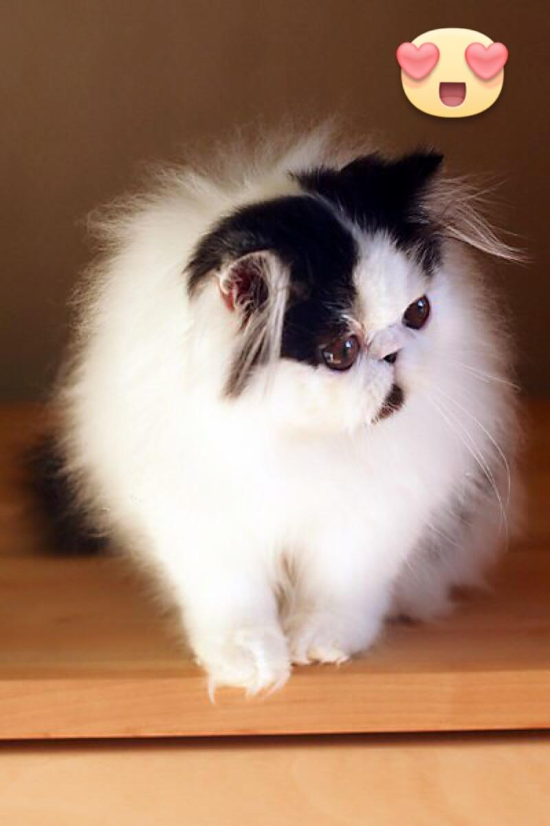 Min smukke perserkat?? billede 14