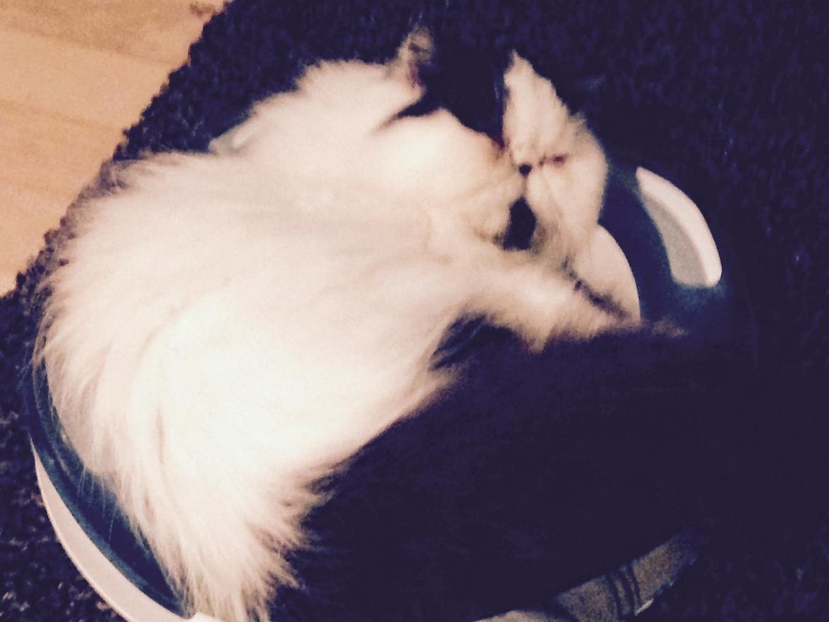 Min smukke perserkat?? billede 13