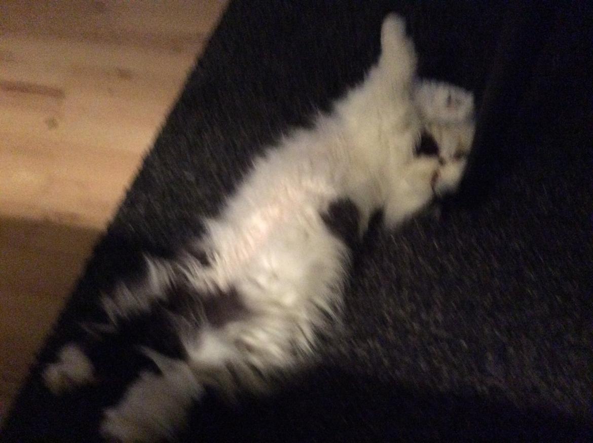 Min smukke perserkat?? billede 16