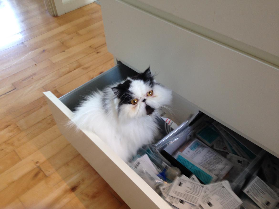 Min smukke perserkat?? billede 15