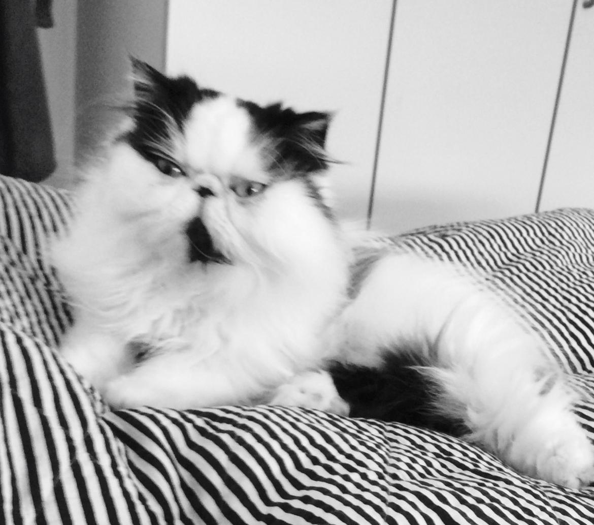 Min smukke perserkat?? billede 17